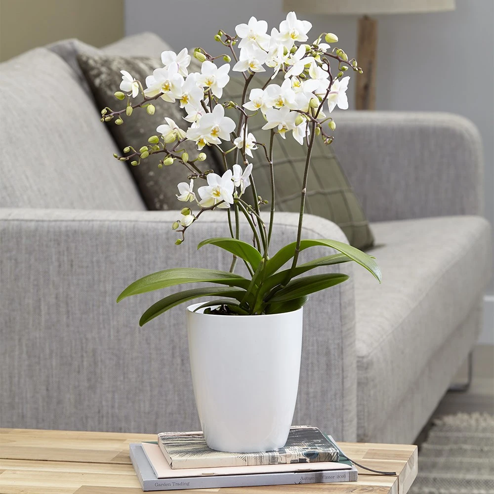 Phalaenopsis 'White Willd Orchid' 4 Phalaenopsis 'White Willd Orchid' - Image 2
