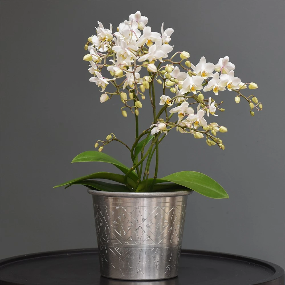 Phalaenopsis 'White Willd Orchid' 6 Phalaenopsis 'White Willd Orchid' - Image 4