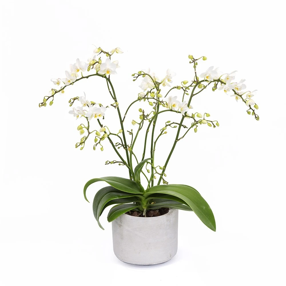Phalaenopsis 'White Willd Orchid' 7 Phalaenopsis 'White Willd Orchid' - Image 5