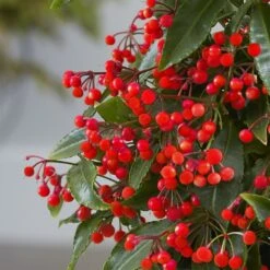 Feathered Garden -Feathered Garden pl2000028194 card2 lg