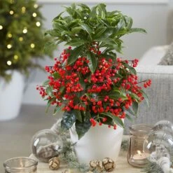 Ardisia Crenata 'Queen Star' (PBR) -Feathered Garden pl2000028194 card3 lg