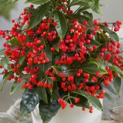 Ardisia Crenata 'Queen Star' (PBR) -Feathered Garden pl2000028194 card4 lg