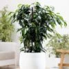 Ficus Benjamina 'Danielle' (PBR) -Feathered Garden pl2000028196