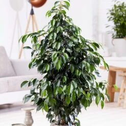 Ficus Benjamina 'Danielle' (PBR) -Feathered Garden pl2000028196 card2 lg