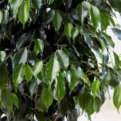 Ficus Benjamina 'Danielle' (PBR) -Feathered Garden pl2000028196 card3 lg
