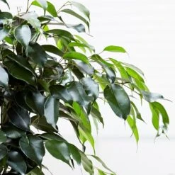 Ficus Benjamina 'Danielle' (PBR) -Feathered Garden pl2000028196 card4 lg