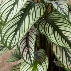 Goeppertia 'Whitestar' -Feathered Garden pl2000028197 card2 lg