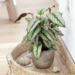 Goeppertia 'Whitestar' -Feathered Garden pl2000028197 card3 lg