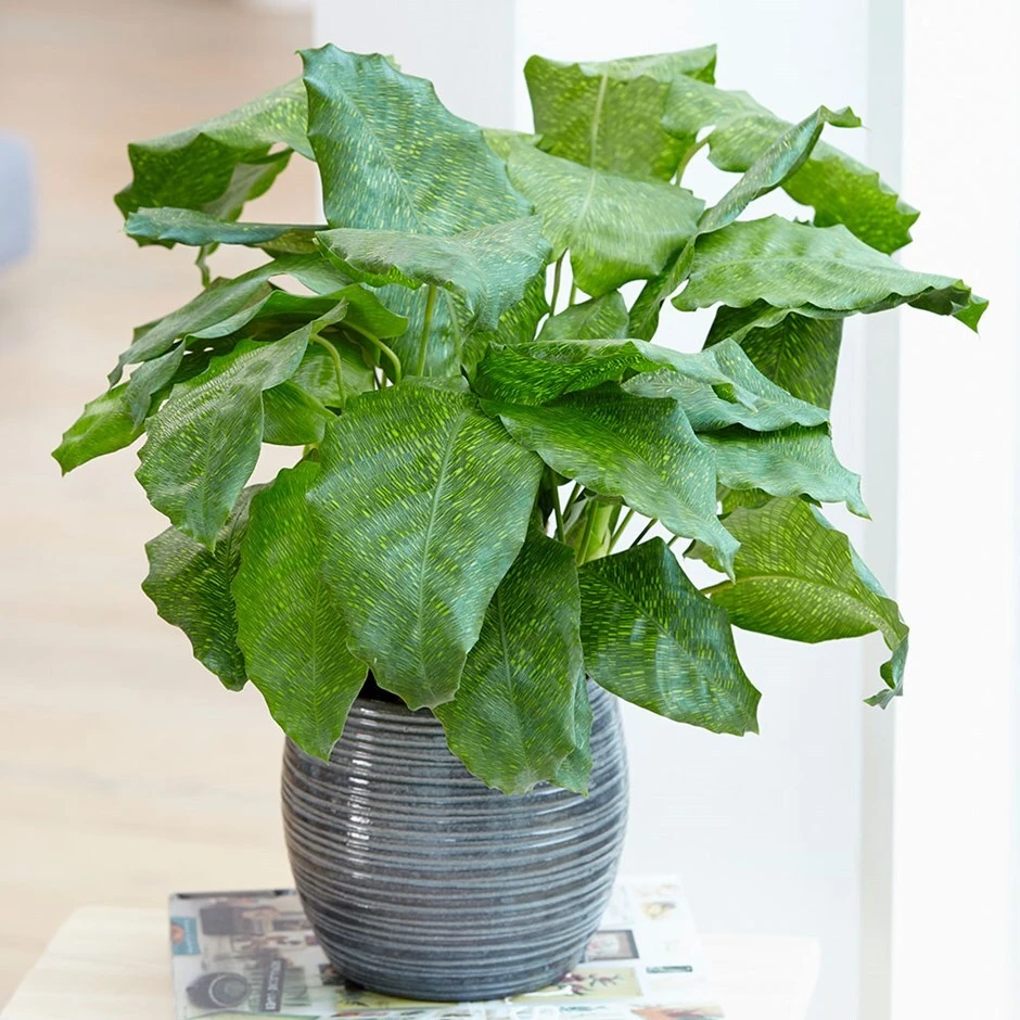 Calathea Network ('Pp0005') (PBR) 3 Calathea Network ('Pp0005') (PBR)