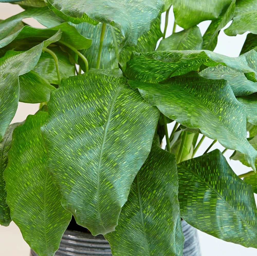 Calathea Network ('Pp0005') (PBR) 4 Calathea Network ('Pp0005') (PBR) - Image 2