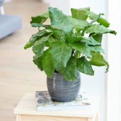 Calathea Network ('Pp0005') (PBR) 7 Calathea Network ('Pp0005') (PBR) -Feathered Garden pl2000028198 card3 lg