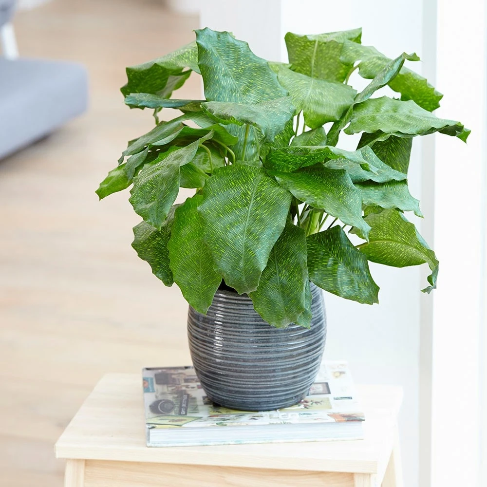 Calathea Network ('Pp0005') (PBR) 5 Calathea Network ('Pp0005') (PBR) - Image 3