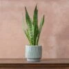 Sansevieria Zeylanica -Feathered Garden pl2000028199