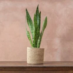 Sansevieria Zeylanica -Feathered Garden pl2000028199 card3 lg