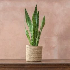 Sansevieria Zeylanica -Feathered Garden pl2000028199 card4 lg