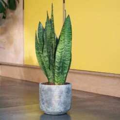Sansevieria Zeylanica -Feathered Garden pl2000028199 card5 lg