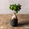 Ficus Microcarpa 'Ginseng' -Feathered Garden pl2000028200