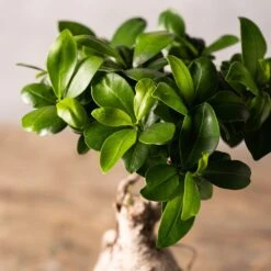 Ficus Microcarpa 'Ginseng' -Feathered Garden pl2000028200 card2 lg