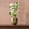 Dendrobium Spring Dream ('Apollon') (PBR) 2 Dendrobium Spring Dream ('Apollon') (PBR) -Feathered Garden pl2000028201