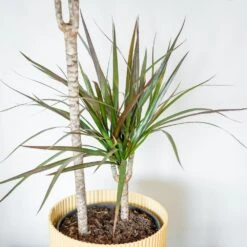 Dracaena Marginata 'Magenta' -Feathered Garden pl2000028204 card2 lg