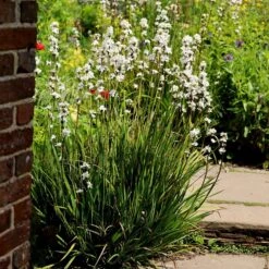 Libertia Chilensis -Feathered Garden pl2000028243 card3 lg