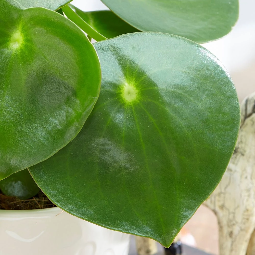 Peperomia Polybotrya 'Raindrop' 4 Peperomia Polybotrya 'Raindrop' - Image 2