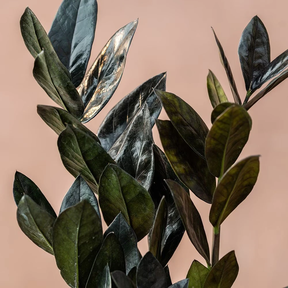 Zamioculcas Zamiifolia Raven ('Dowon') (PBR) 4 Zamioculcas Zamiifolia Raven ('Dowon') (PBR) - Image 2