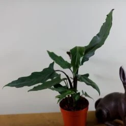 Alocasia Lauterbachiana -Feathered Garden pl2000030497 card4 lg