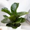Ficus Lyrata 'Bambino' (PBR) 1 Ficus Lyrata 'Bambino' (PBR) -Feathered Garden pl2000030498