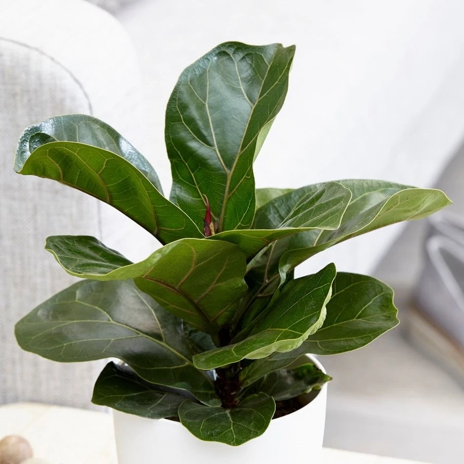 Ficus Lyrata 'Bambino' (PBR) 3 Ficus Lyrata 'Bambino' (PBR)