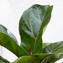 Ficus Lyrata 'Bambino' (PBR) 7 Ficus Lyrata 'Bambino' (PBR) -Feathered Garden pl2000030498 card2 lg
