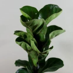 Ficus Lyrata 'Bambino' (PBR) 9 Ficus Lyrata 'Bambino' (PBR) -Feathered Garden pl2000030498 card4 lg