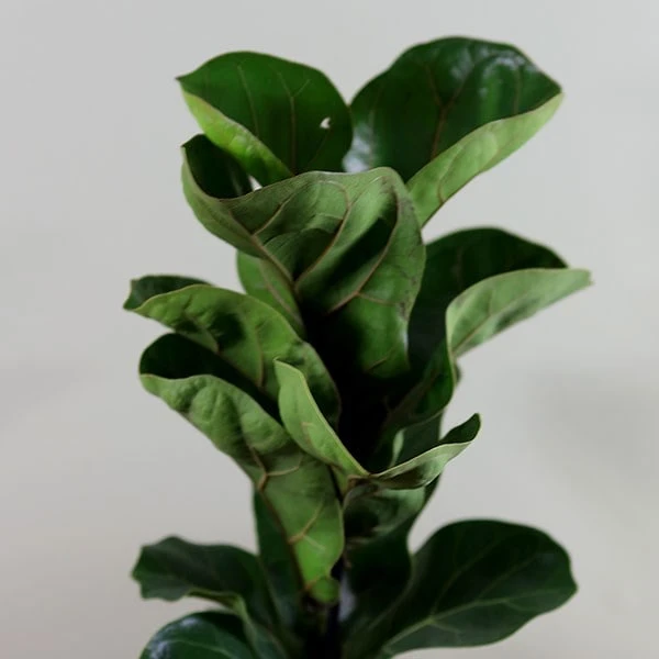 Ficus Lyrata 'Bambino' (PBR) 6 Ficus Lyrata 'Bambino' (PBR) - Image 4