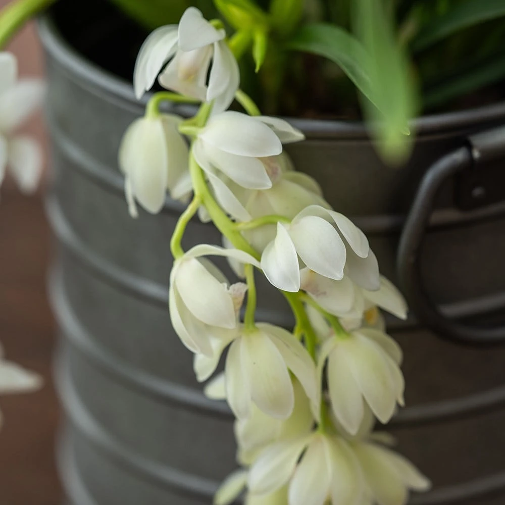 Cymbidium Sarah Jean ('Ice Cascade') 6 Cymbidium Sarah Jean ('Ice Cascade') - Image 4
