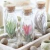 Air Plant In A Glass Bottle 1 Air Plant In A Glass Bottle -Feathered Garden pl2000031726