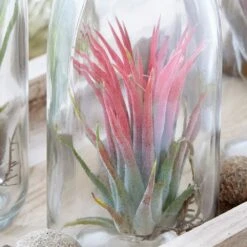 Air Plant In A Glass Bottle -Feathered Garden pl2000031726 card3 lg