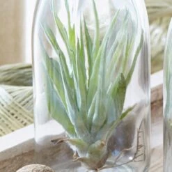 Air Plant In A Glass Bottle -Feathered Garden pl2000031726 card5 lg