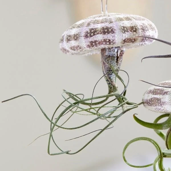 Hanging Jellyfish (air Plant) 4 Hanging Jellyfish (air Plant) - Image 2