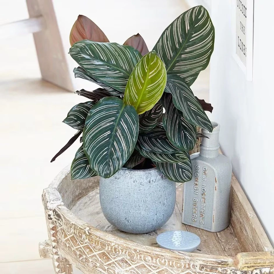 Goeppertia Ornata 3 Goeppertia Ornata