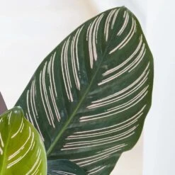 Goeppertia Ornata 6 Goeppertia Ornata -Feathered Garden pl2000031747 card2 lg