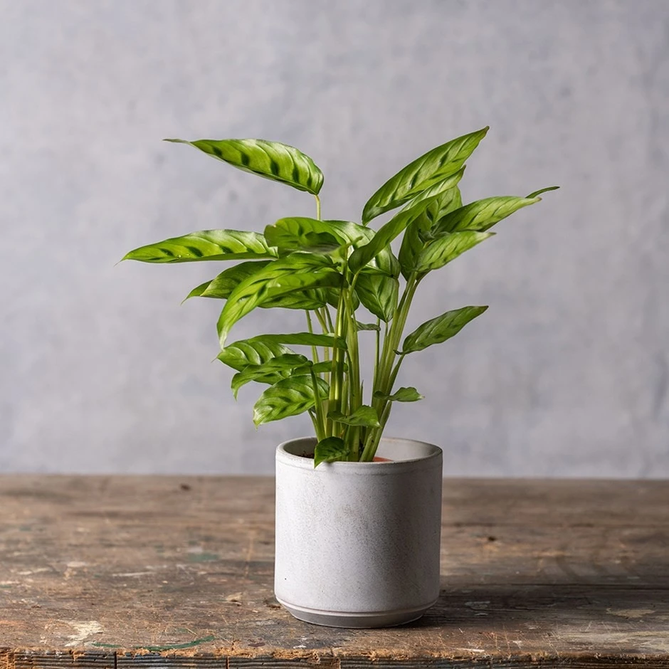 Goeppertia Concinna 3 Goeppertia Concinna