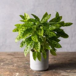 Goeppertia Concinna 8 Goeppertia Concinna -Feathered Garden pl2000031750 card2 lg