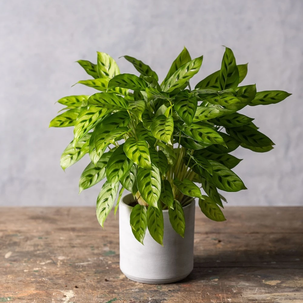 Goeppertia Concinna 4 Goeppertia Concinna - Image 2