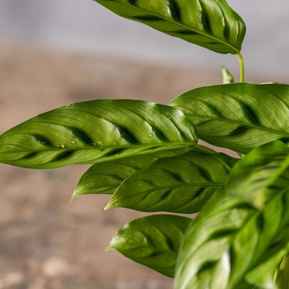 Goeppertia Concinna 5 Goeppertia Concinna - Image 3