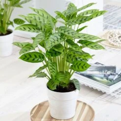 Goeppertia Concinna 11 Goeppertia Concinna -Feathered Garden pl2000031750 card5 lg