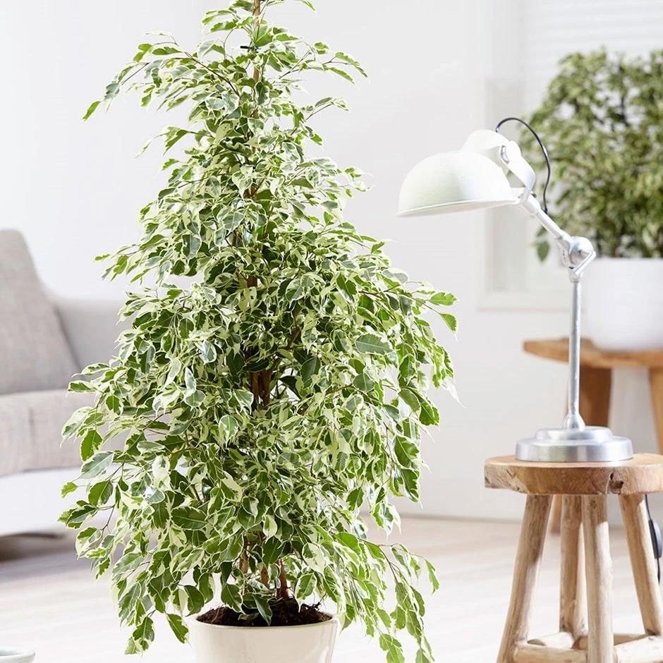 Ficus Benjamina 'Twilight' 3 Ficus Benjamina 'Twilight'