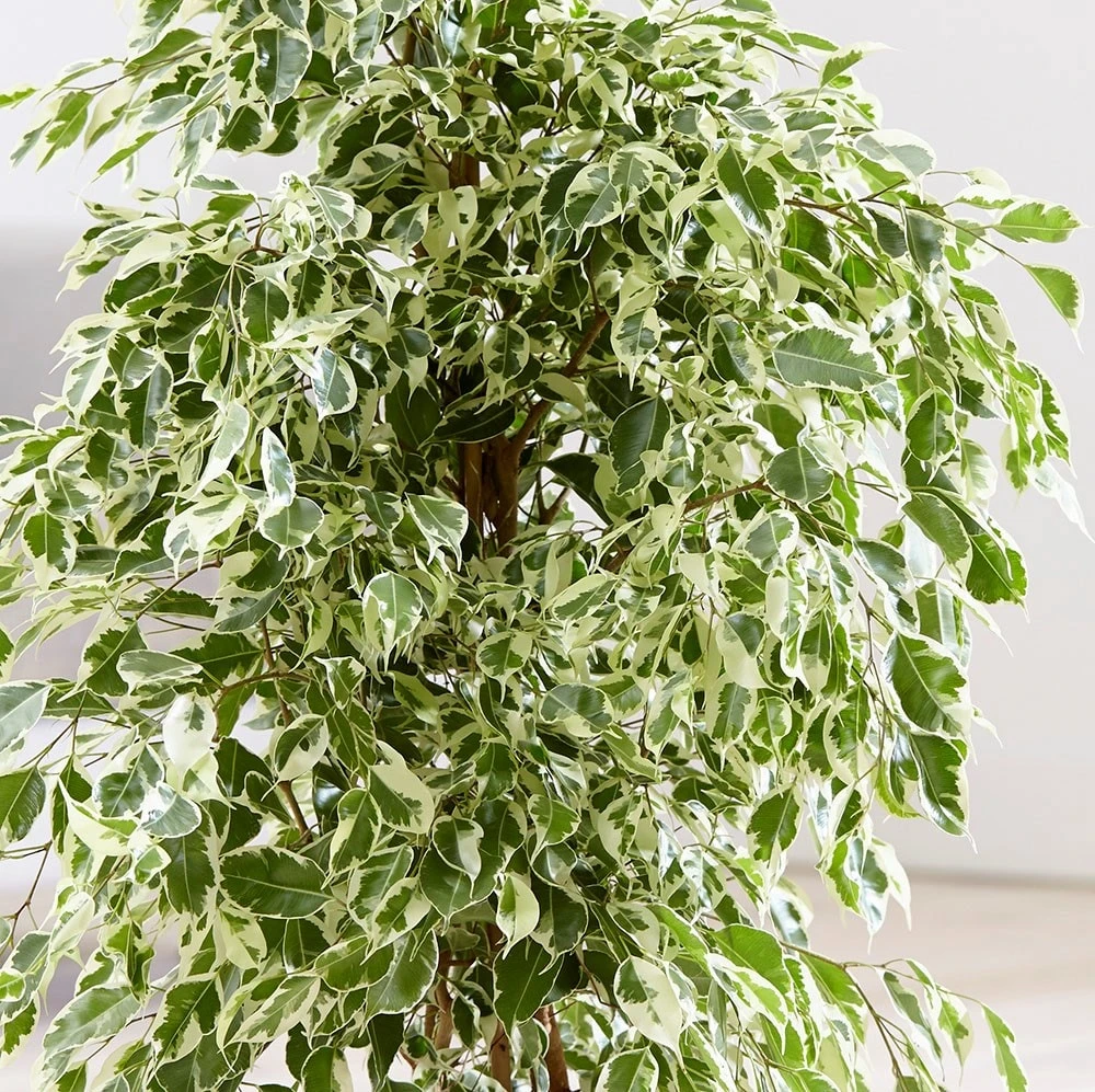 Ficus Benjamina 'Twilight' 4 Ficus Benjamina 'Twilight' - Image 2