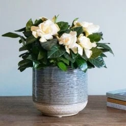 Gardenia Jasminoides 9 Gardenia Jasminoides -Feathered Garden pl2000031758 card4 lg