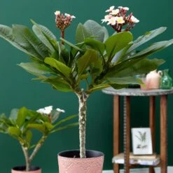 Plumeria Rubra Hawaiian Opal Pink ('Php2016') (PBR) -Feathered Garden pl2000031997 card3 lg