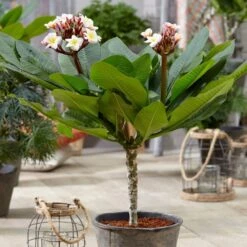 Plumeria Rubra Hawaiian Opal Pink ('Php2016') (PBR) -Feathered Garden pl2000031997 card5 lg